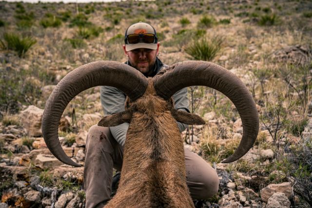If you guessed an Aoudad/Barbary Sheep you are correct!Managing Editor for @petersenshunting @muleycrazy89 took this beautiful, old Aoudad with the 6.5 RPM at 427 yards on his recent trip to Texas with @tygrethen and @koby.owensHave you ever hunted for #barbarysheep?#Weatherby #Aoudad #WestTexasSpecial thanks to our friends @texashuntingresources