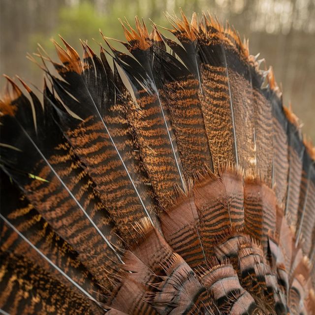 Springtime in the South🦃What animal is featured in these pictures? (Wrong answers only)#Weatherby #SORIX #SpringTurkey