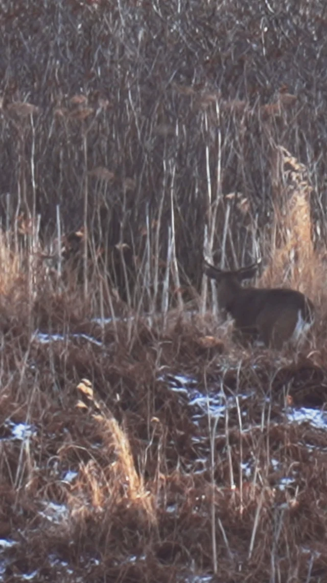 There's nothing quite like watching these animals in their natural state!Nearly the whole trip, the crew was surrounded by big black-tailed deer and brown bears. Tune in on Sunday to see more of these rutting bucks and one epic alaskan hunt#Weatherby #Kodiak #Alaska