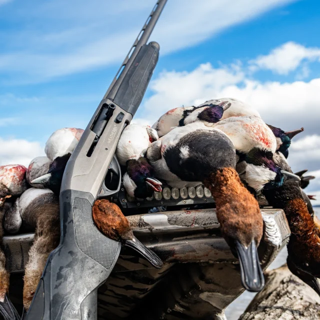 Canvasbacks are KING!We went over to the Midwest to chase some divers on Lake Michigan and the Mississippi River and found ourselves surrounded in Canvasbacks. You can see all the action on our newest film of the Endurance Tested Field Proven Series featuring the brand new ELEMENT® II!🚨 Want to win some free Weatherby® Swag? 🚨
All you have to do is tag 3 buddies here, leave a comment on our latest film and follow @wbyfieldandflight and you're entered!
#Weatherby