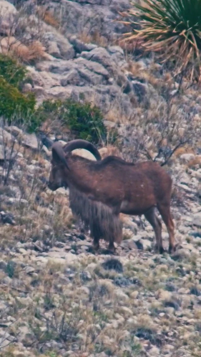 Two Aoudad DOWN in this one!We went down to West Texas with our friends from @petersenshunting and tagged out on two really great Barbary sheep using the 6.5-300 WBY MAG and the 6.5 WBY RPM. Check out this epic hunt on the Weatherby YouTube page, you won't want to miss this one!#Weatherby #Sheep