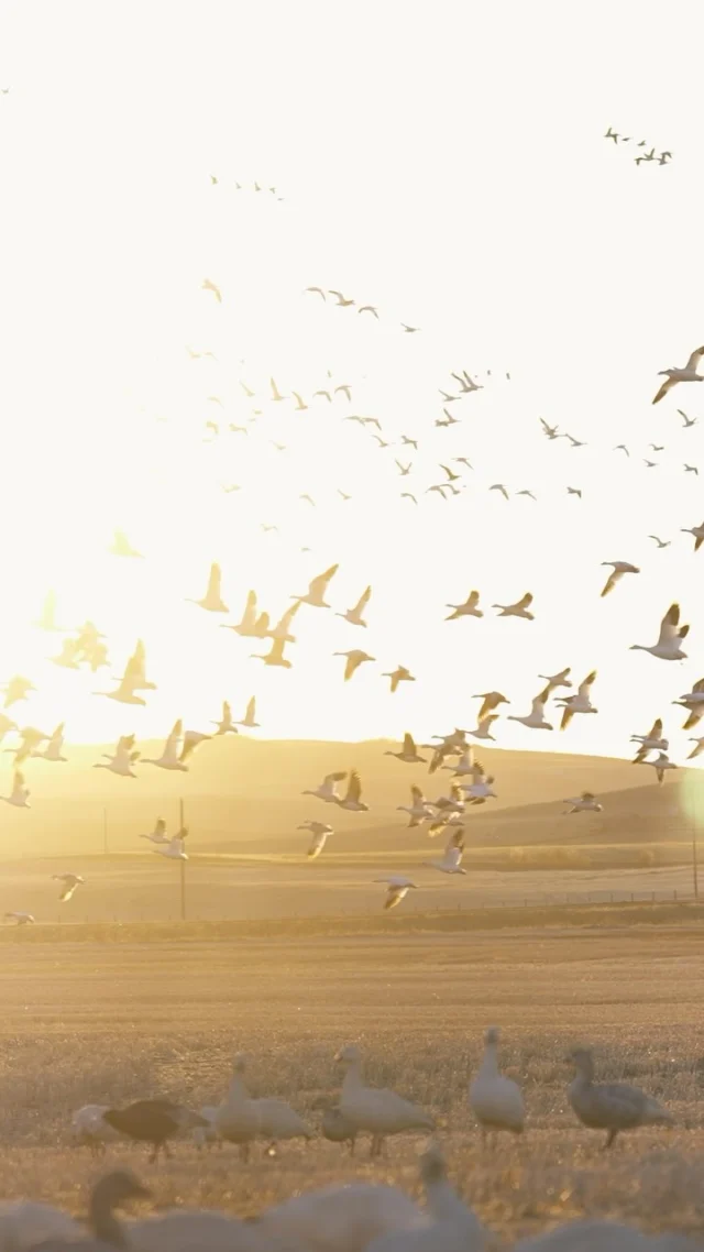 FILM GIVEAWAY!The snow geese were doing it on this hunt and to celebrate our 5th Endurance Tested Field Proven episode we are picking 3 winners to win a Weatherby Swag Bag!How do you enter?
-Tag 3 buddies below
-Follow @wbyfieldandflight
-Follow @weatherbyincThat’s it! Winners will receive a DM from us Tuesday morning!
#Weatherby