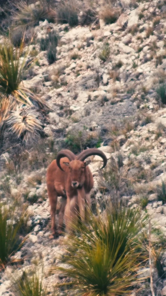 The power of the 6.5s 💥Throwback to our Aoudad hunt a couple of years ago when @tygrethen and @muleycrazy89 tagged out on two Texas STUDS!
#Weatherby