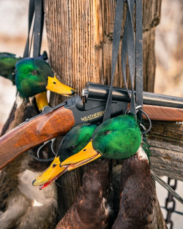 Missin' stacking green a little extra today☘️#Weatherby