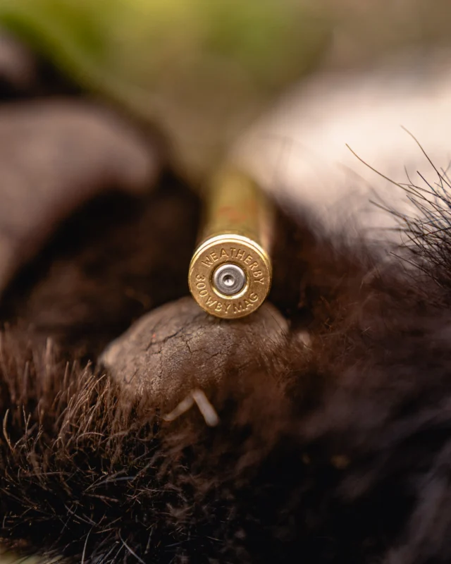 Is there anything the 300 WBY MAG can't do?#Weatherby