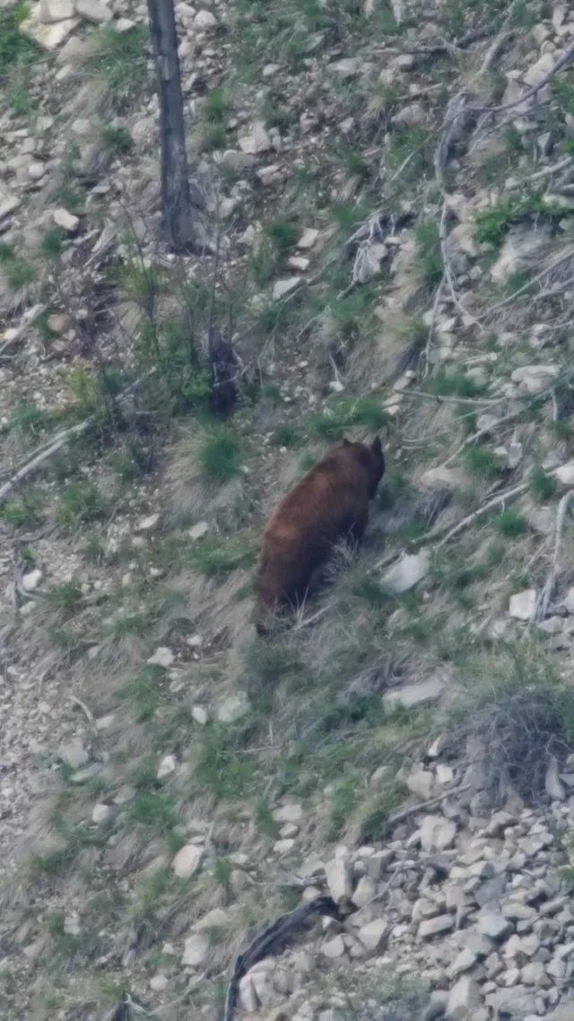 Bears just doing bear things.#Weatherby
