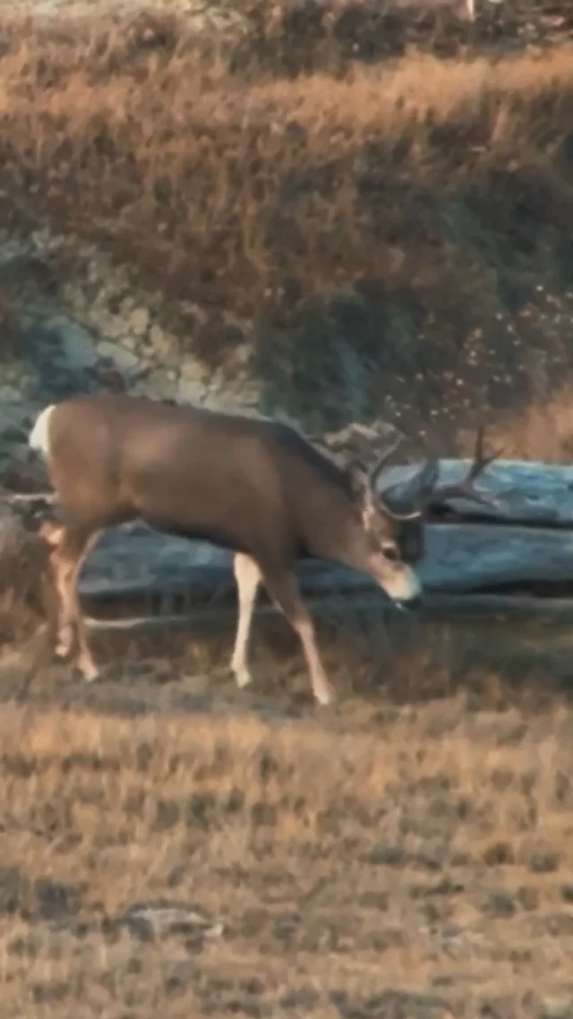 Rutting Mule Deer>>>"Down to the Wire" live now on our YouTube page!
#Weatherby