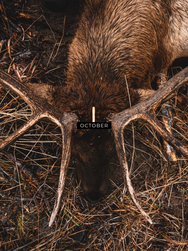 October.The month we spend all year waiting for.Across the West, the mountains and prairies come alive. Elk are bugling, mule deer are on the move, and another season of hard miles, early mornings, and unforgettable moments is underway.This is where preparation meets opportunity. Where the miles behind you start to matter, and the memories ahead are waiting to be made.The season is here. Go make it count.#Weatherby